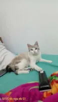 Petúnia