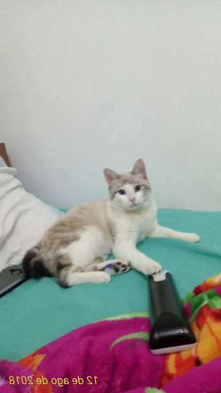 Gato ra a SRD idade 7 a 11 meses nome Petúnia