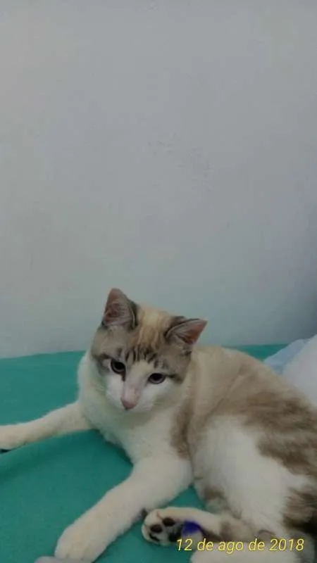 Gato ra a SRD idade 7 a 11 meses nome Petúnia
