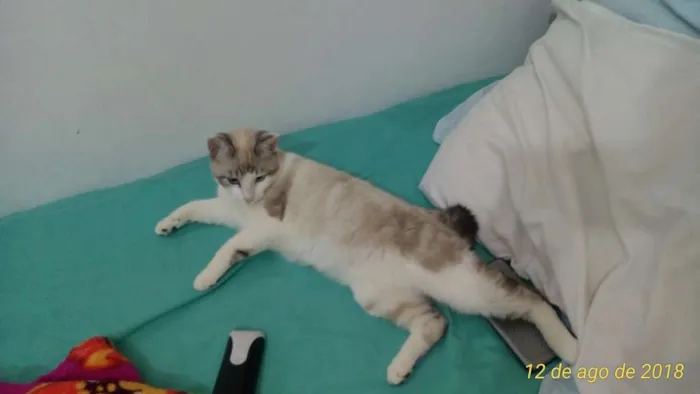 Gato ra a SRD idade 7 a 11 meses nome Petúnia