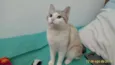 Petúnia