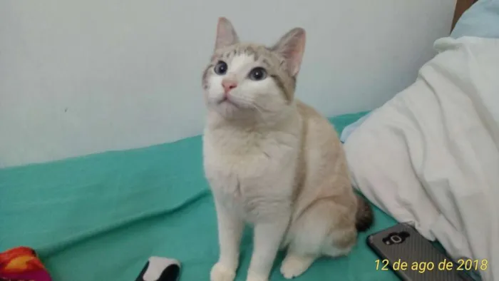 Gato ra a SRD idade 7 a 11 meses nome Petúnia