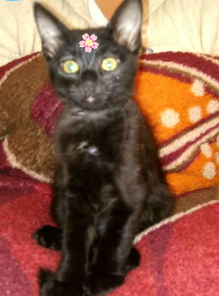 Gato ra a  idade 2 a 6 meses nome Filhotes Amanda