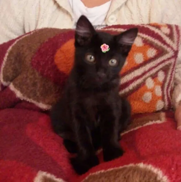 Gato ra a  idade 2 a 6 meses nome Filhotes Amanda