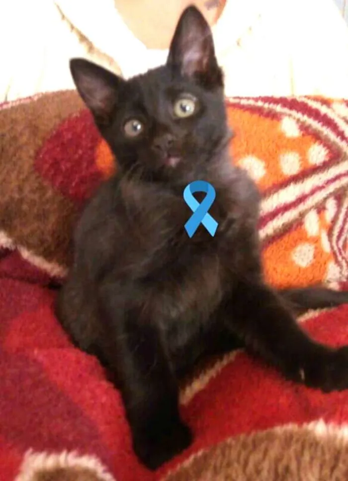 Gato ra a  idade 2 a 6 meses nome Filhotes Amanda