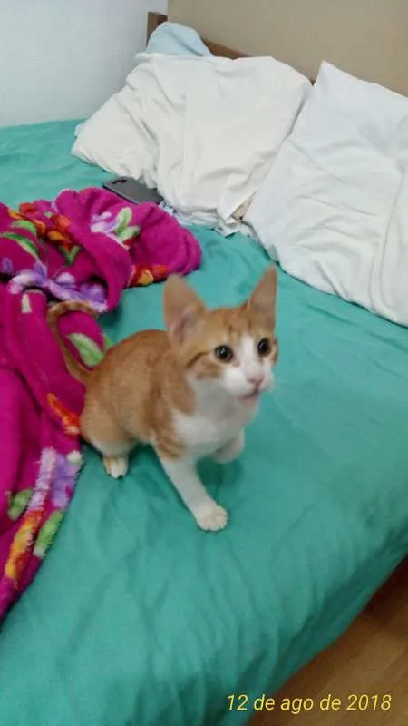 Gato raça SRD idade 1 ano nome Alemãozinho