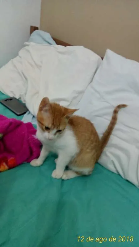 Gato raça SRD idade 1 ano nome Alemãozinho