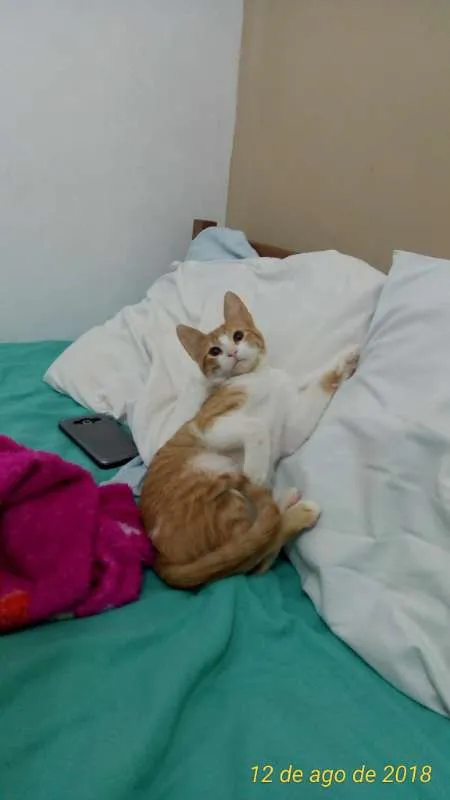 Gato raça SRD idade 1 ano nome Alemãozinho