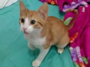 Gato raça SRD idade 1 ano nome Alemãozinho