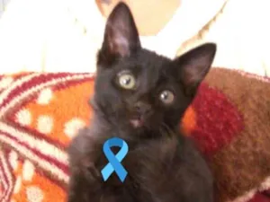 Gato raça  idade 2 a 6 meses nome Filhotes Amanda