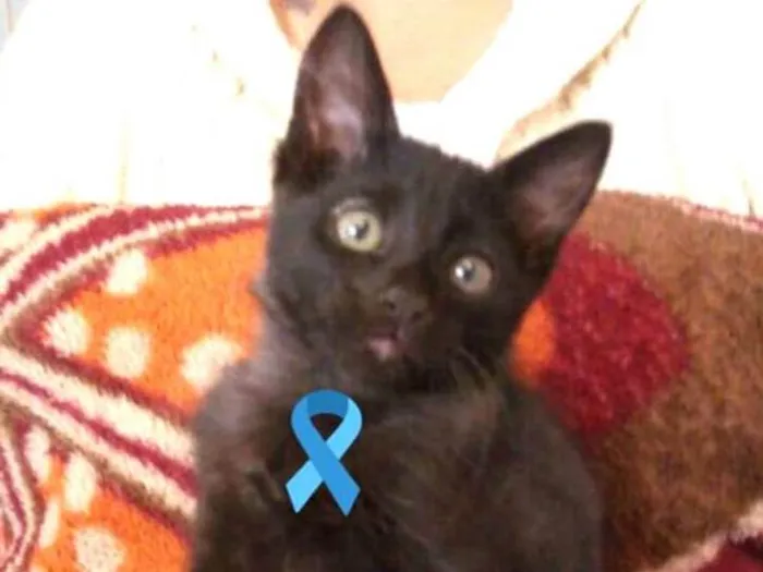 Gato ra a  idade 2 a 6 meses nome Filhotes Amanda