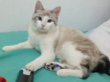 Gato ra a SRD idade 7 a 11 meses nome Petúnia
