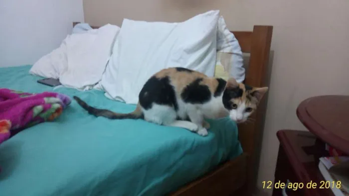 Gato ra a SRD idade 7 a 11 meses nome Penélope