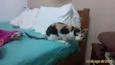 Penélope