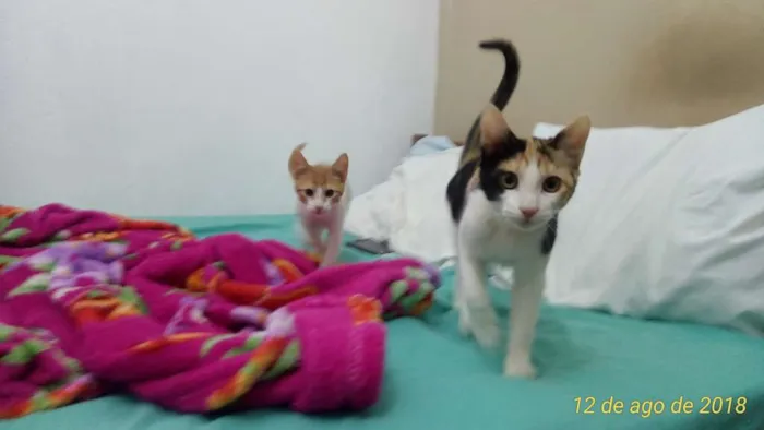 Gato ra a SRD idade 7 a 11 meses nome Penélope