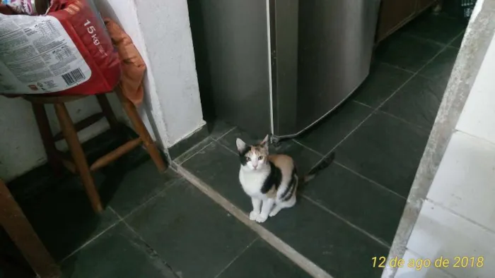 Gato ra a SRD idade 7 a 11 meses nome Penélope