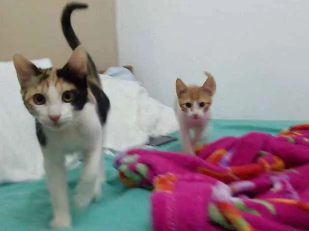 Gato ra a SRD idade 7 a 11 meses nome Penélope
