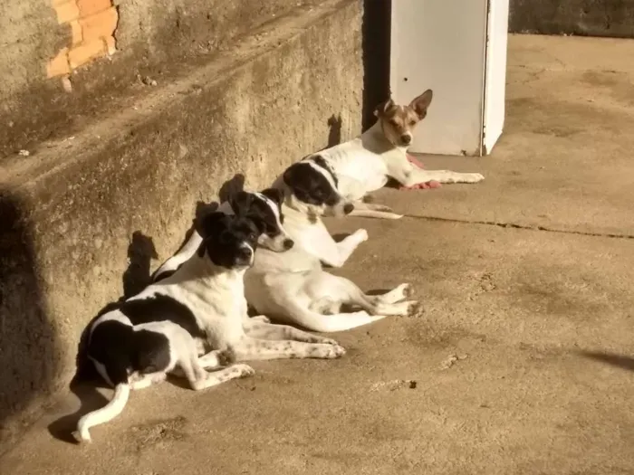 Cachorro ra a Sem raça definida idade 7 a 11 meses nome Caramelo