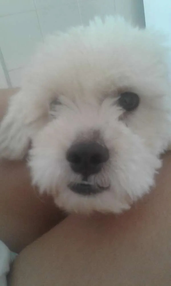 Cachorro ra a Lhasa Apso idade 1 ano nome Thor