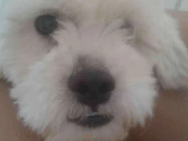 Cachorro ra a Lhasa Apso idade 1 ano nome Thor