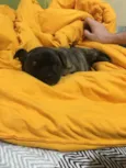 Petúnia 