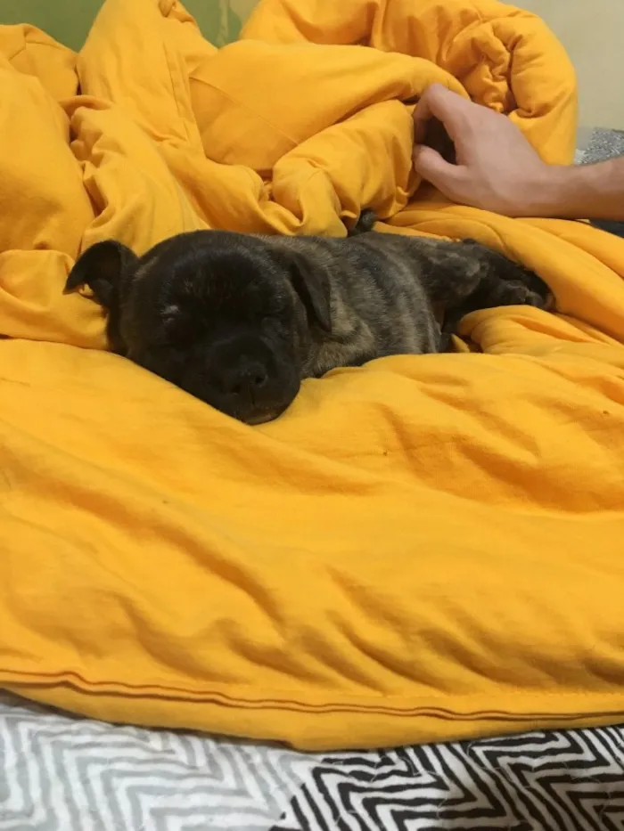 Cachorro ra a Indefinida/Filhote de bulldog idade 2 a 6 meses nome Petúnia 