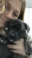 Petúnia 