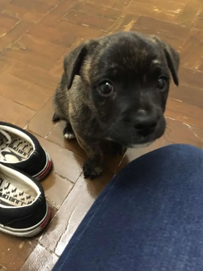 Cachorro ra a Indefinida/Filhote de bulldog idade 2 a 6 meses nome Petúnia 