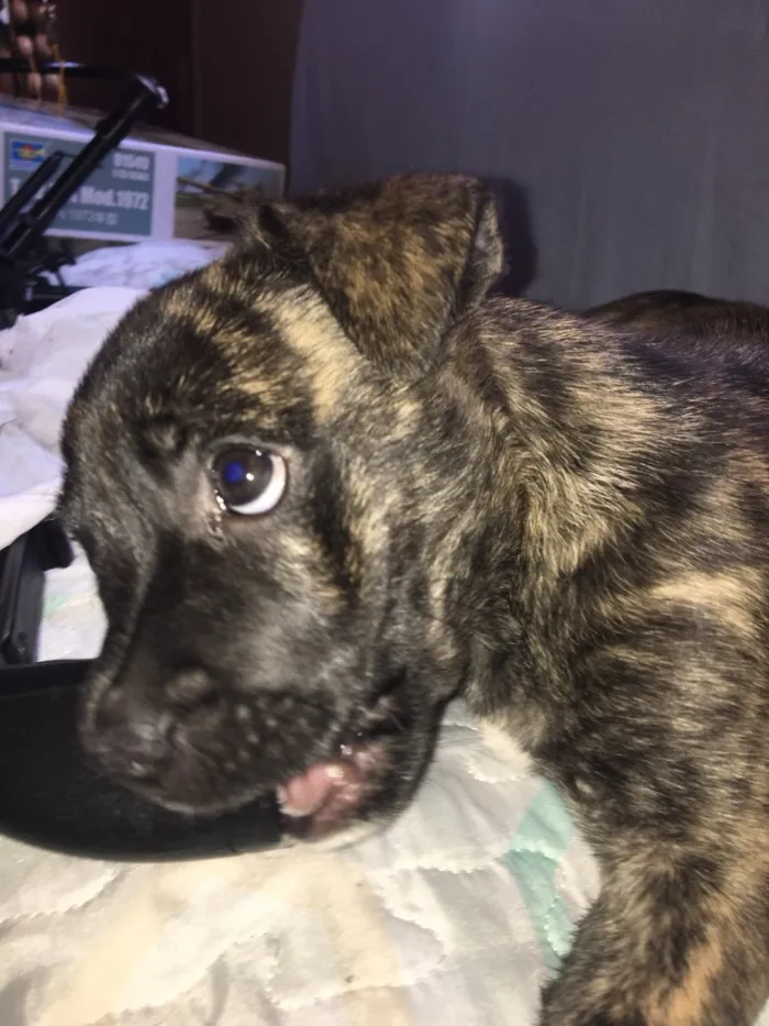 Cachorro ra a Indefinida/Filhote de bulldog idade 2 a 6 meses nome Petúnia 