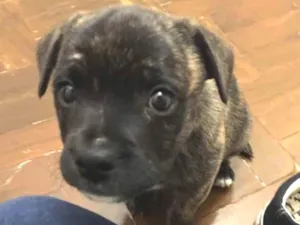 Cachorro raça Indefinida/Filhote de bulldog idade 2 a 6 meses nome Petúnia 