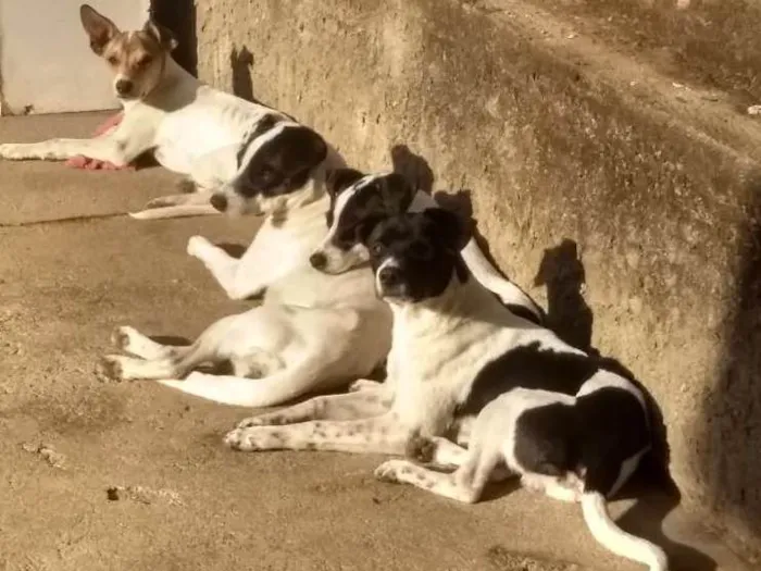 Cachorro ra a Sem raça definida idade 7 a 11 meses nome Caramelo