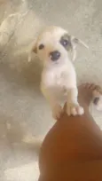 Pipoca
