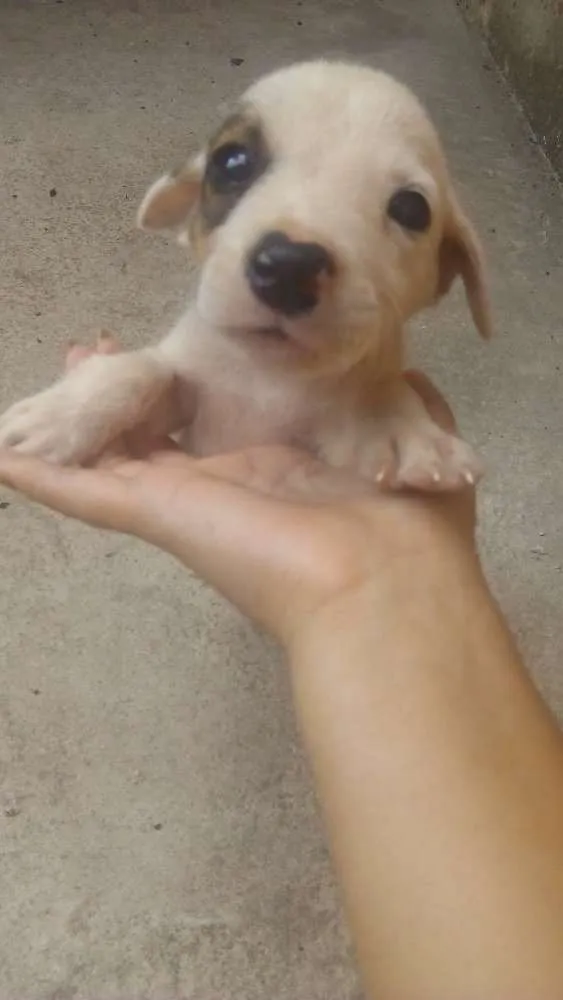 Cachorro ra a Não identificado idade Abaixo de 2 meses nome Pipoca