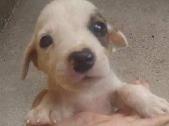 Cachorro ra a Não identificado idade Abaixo de 2 meses nome Pipoca