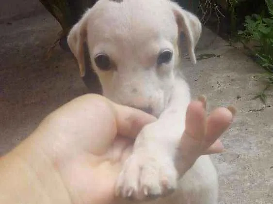 Cachorro ra a Não identificado idade Abaixo de 2 meses nome Boat