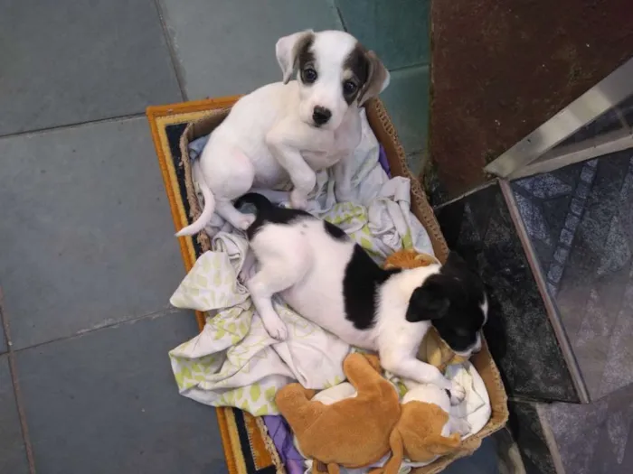 Cachorro ra a Srd idade 2 a 6 meses nome Sem nome ainda