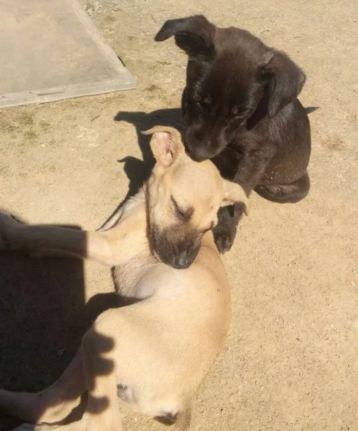 Cachorro ra a Mestiças idade 2 a 6 meses nome Pantera e Amarelinha