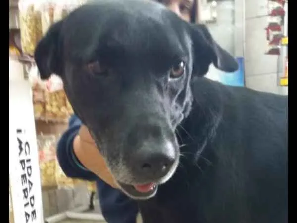 Cachorro ra a Indefinida idade 6 ou mais anos nome Tupan