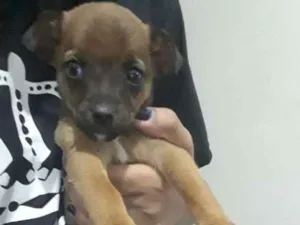 Cachorro raça  idade  nome Sem nome no momento 