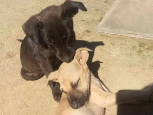 Cachorro raça Mestiças idade 2 a 6 meses nome Pantera e Amarelinha