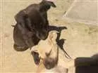 Cachorro raça Mestiças idade 2 a 6 meses nome Pantera e Amarelinha