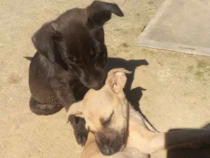 Cachorro raça Mestiças idade 2 a 6 meses nome Pantera e Amarelinha
