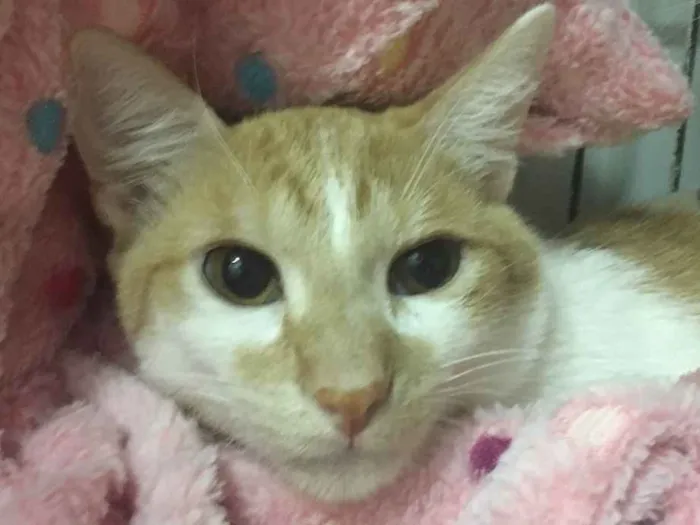 Gato ra a SRD idade 2 a 6 meses nome BLUE