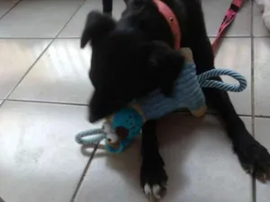 Cachorro raça SRd idade 2 anos nome Demely
