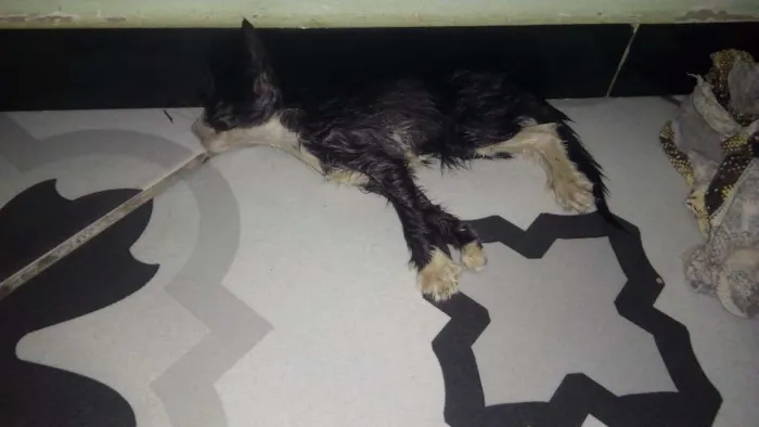 Gato ra a Não sei idade Abaixo de 2 meses nome Não tem 