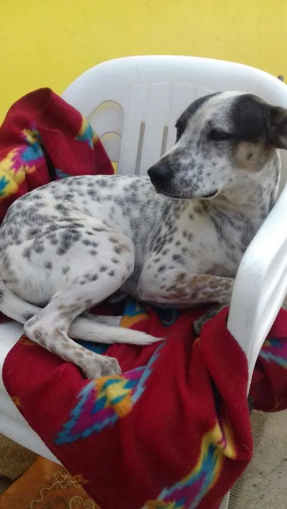 Cachorro raça SRD idade 1 ano nome Xodó