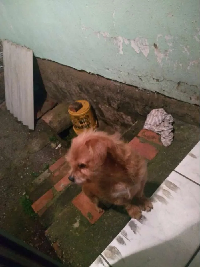 Cachorro ra a Mestiço idade 5 anos nome Jujuba