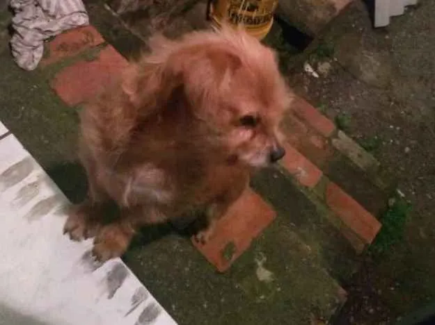Cachorro ra a Mestiço idade 5 anos nome Jujuba