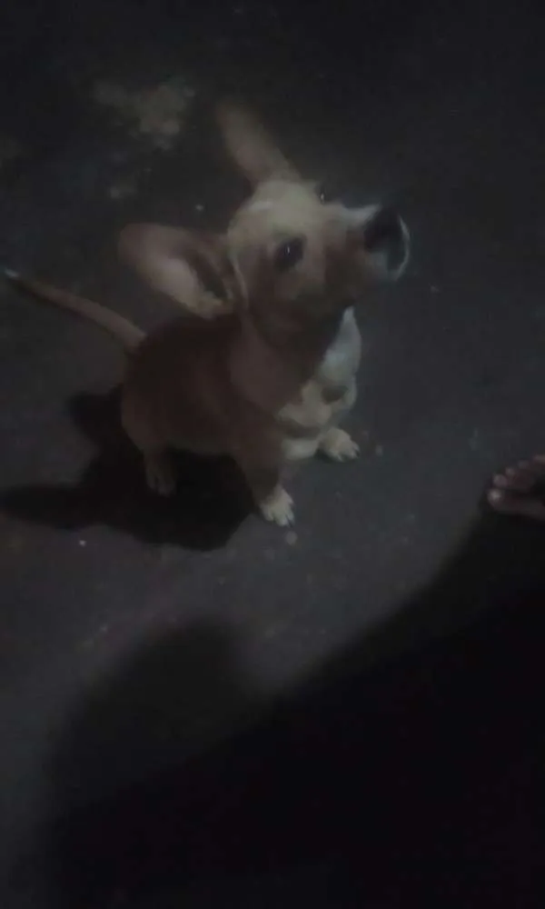 Cachorro ra a Vira lata  idade  nome Não tem nomes 