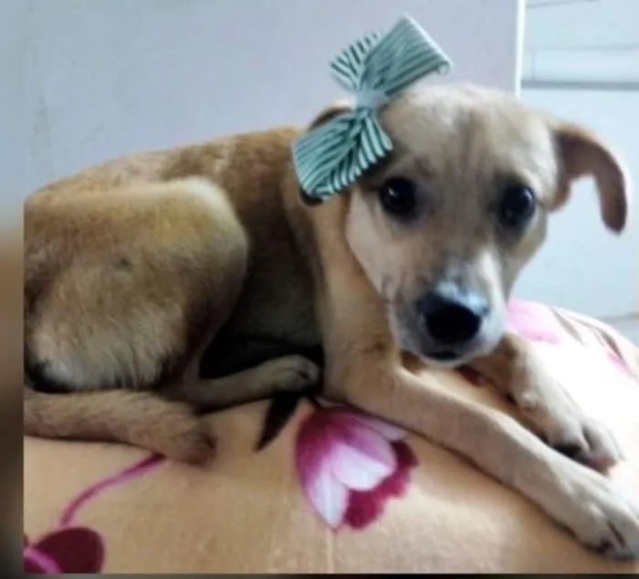 Cachorro ra a SRD idade 1 ano nome LILICA